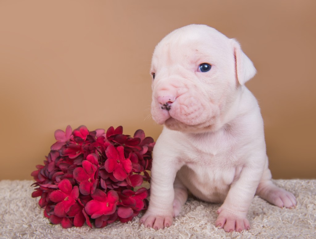 Cățeluș mic și alb de Bulldog american cu flori.