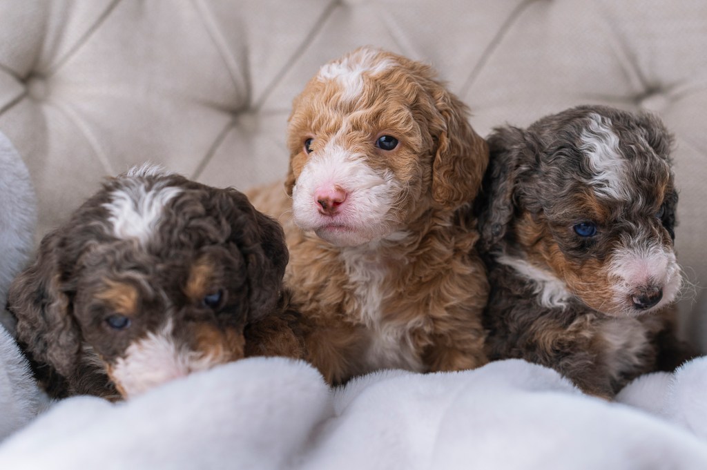 Три сладки малки кученца мини бернедудъл, седящи върху меко одеяло.