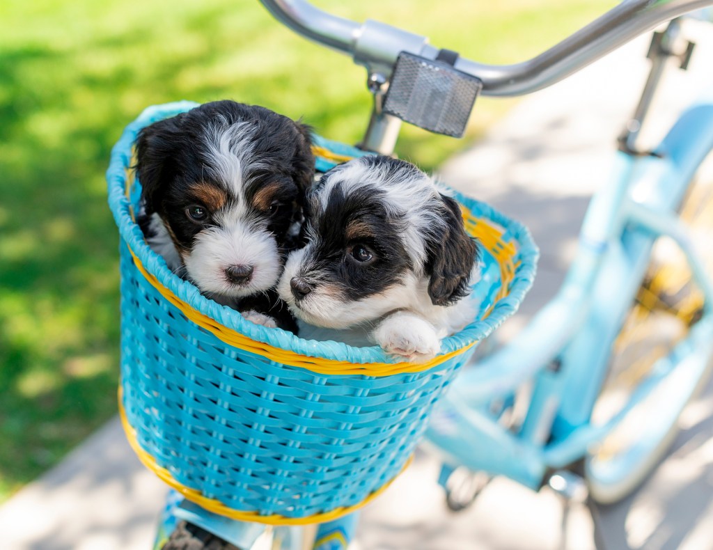 Deux adorables chiots Mini Bernedoodle roulent dans un panier de vélo, le nez collé l'un à l'autre.