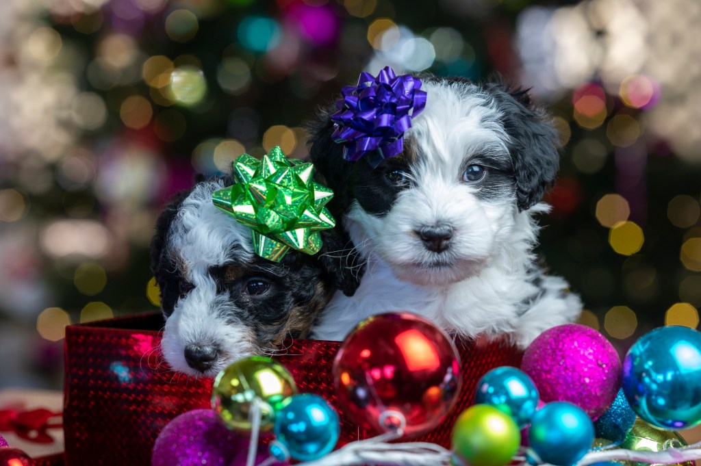 Две очарователни кученца седят в кутия за подаръци с панделки на главата, заобиколени от цветно празнично великолепие.