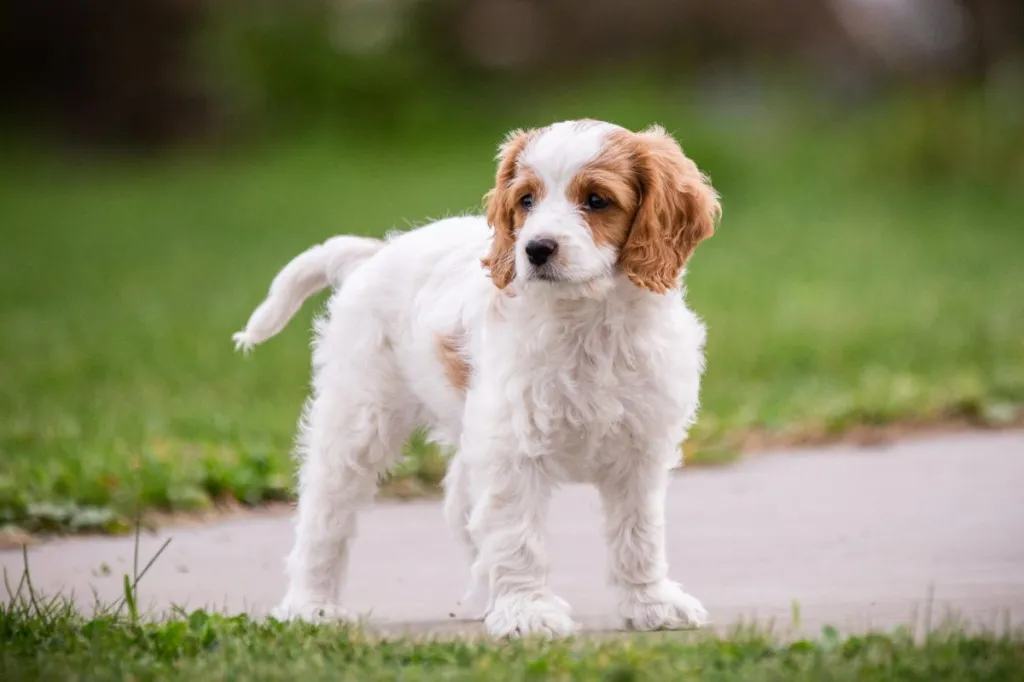 Photos et faits concernant les chiots cockapoo - Races de chiens ...