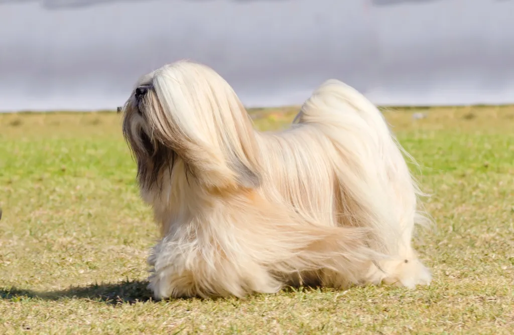 Un joven perro Lhasa Apso con un largo pelaje sedoso corriendo sobre la hierba.