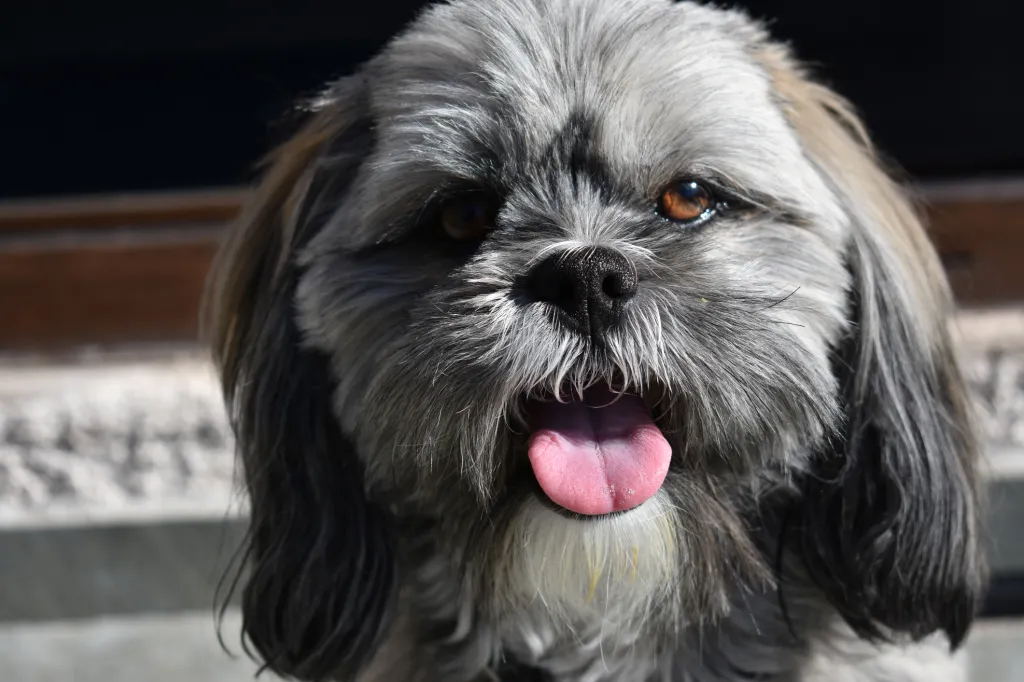 Cachorro de Lhasa Apso con la lengua fuera.