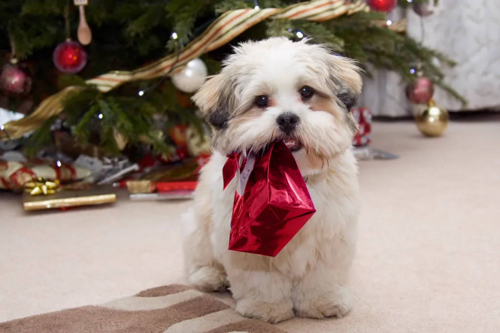 Cachorro de Lhasa Apso en Navidad llevando un regalo en la boca.