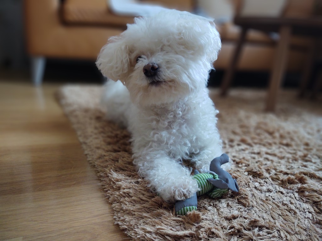 Кученце болонка си играе с плюшена играчка.