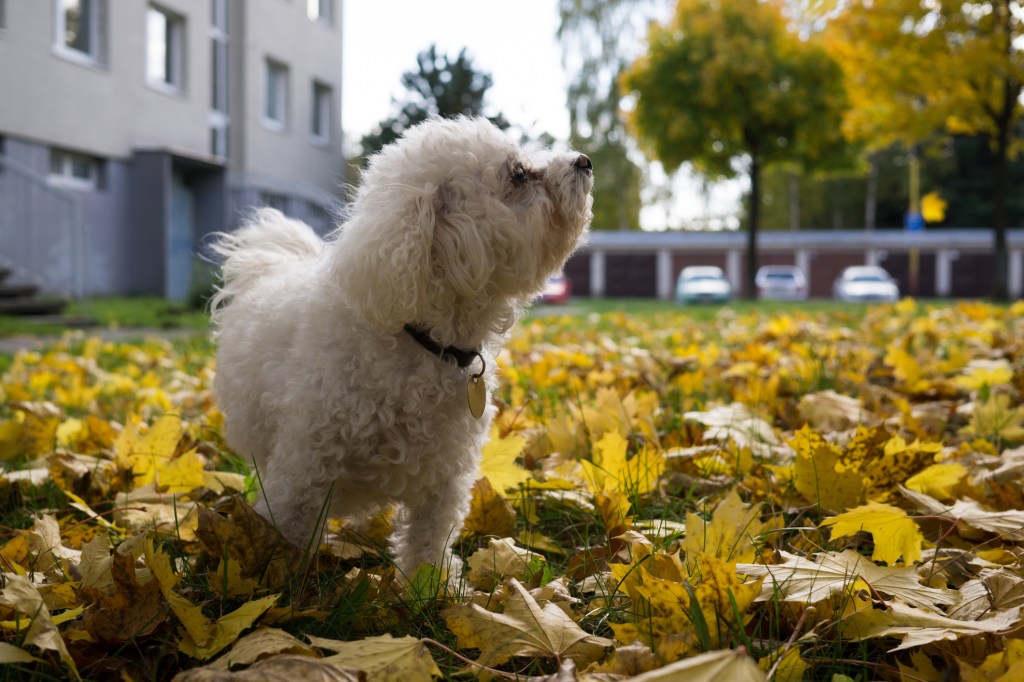 Aranyos bolognai kutya az őszi levelekben.