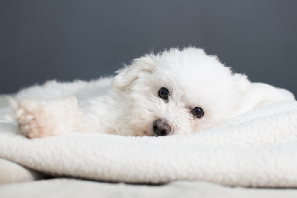 Симпатично бяло кученце от породата болонка, което лежи върху уютни одеяла.