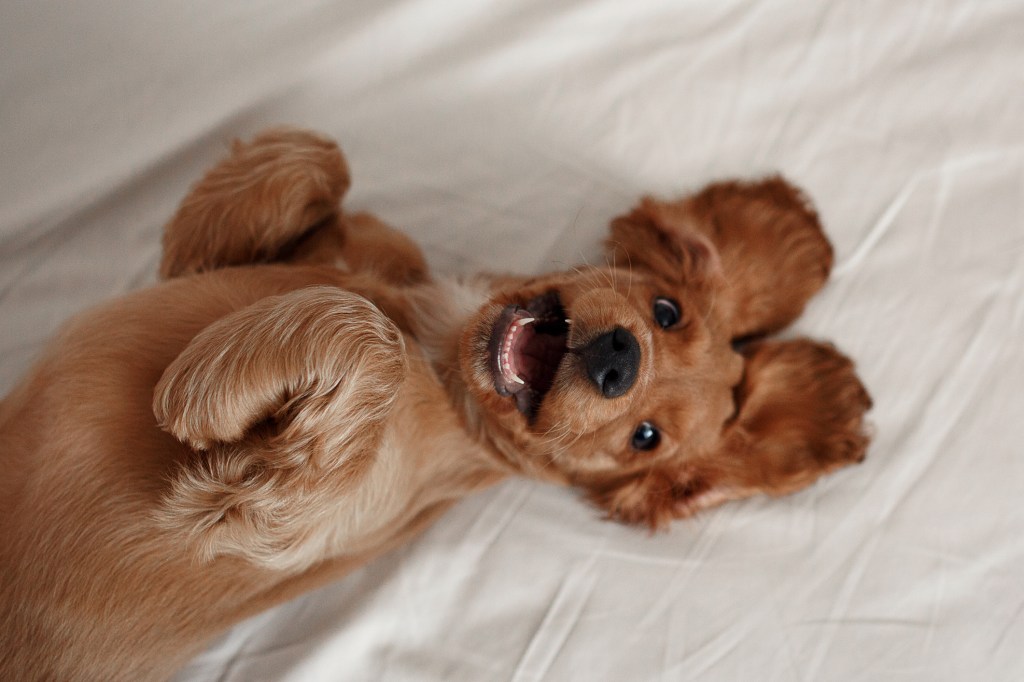 Кученце кокер шпаньол се усмихва по време на фотосесия.