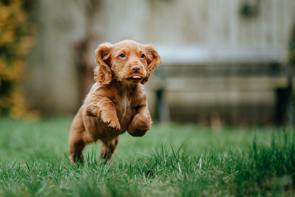 Cocker Spaniel Puppy يركض في الهواء الطلق.