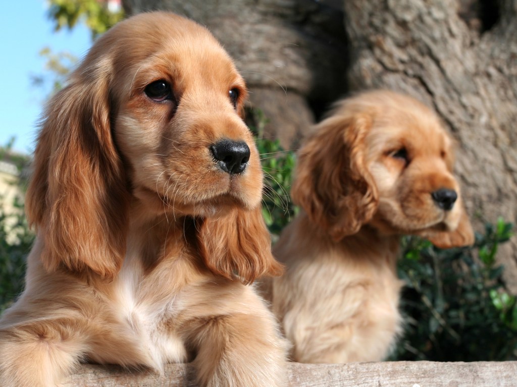 Две кученца от породата кокер шпаньол.
