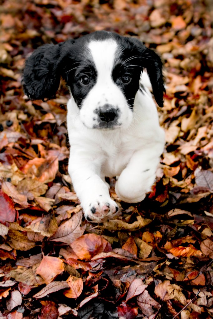 Кученце кокер шпаньол на открито, тичащо през есенните листа.