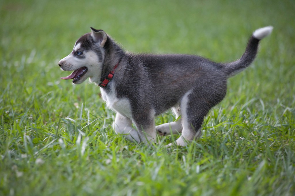 Siberian Husky läuft im Gras
