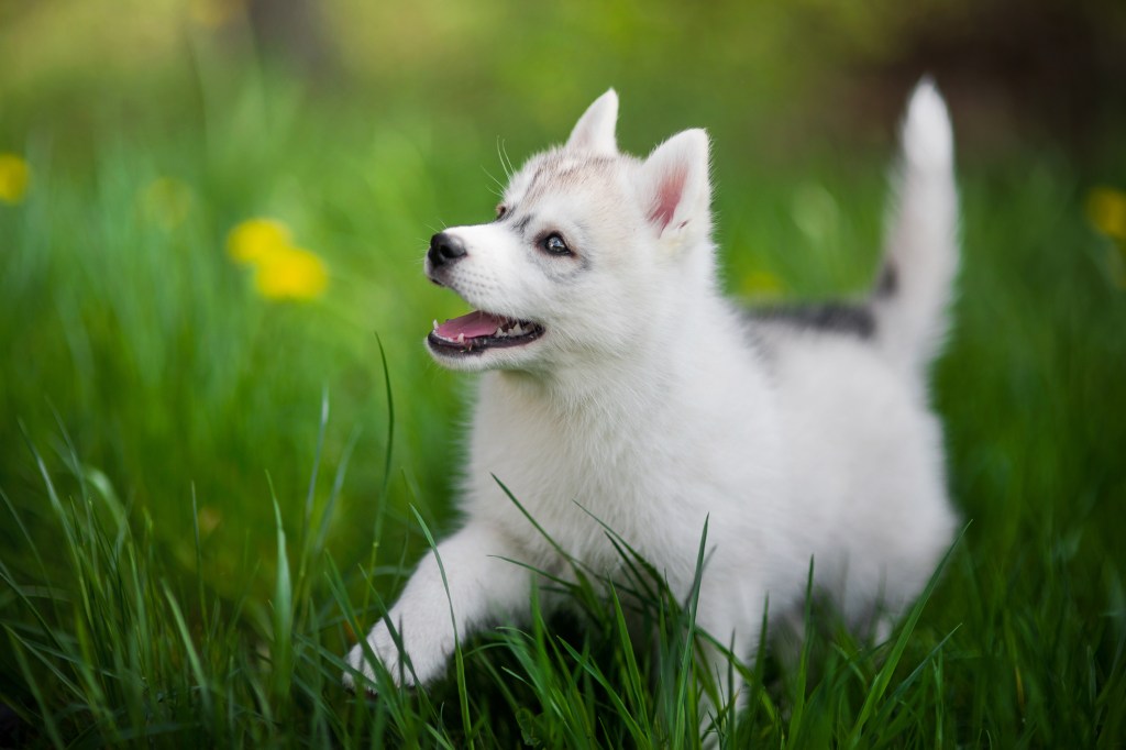 Кученце сибирско хъски бяга през трева