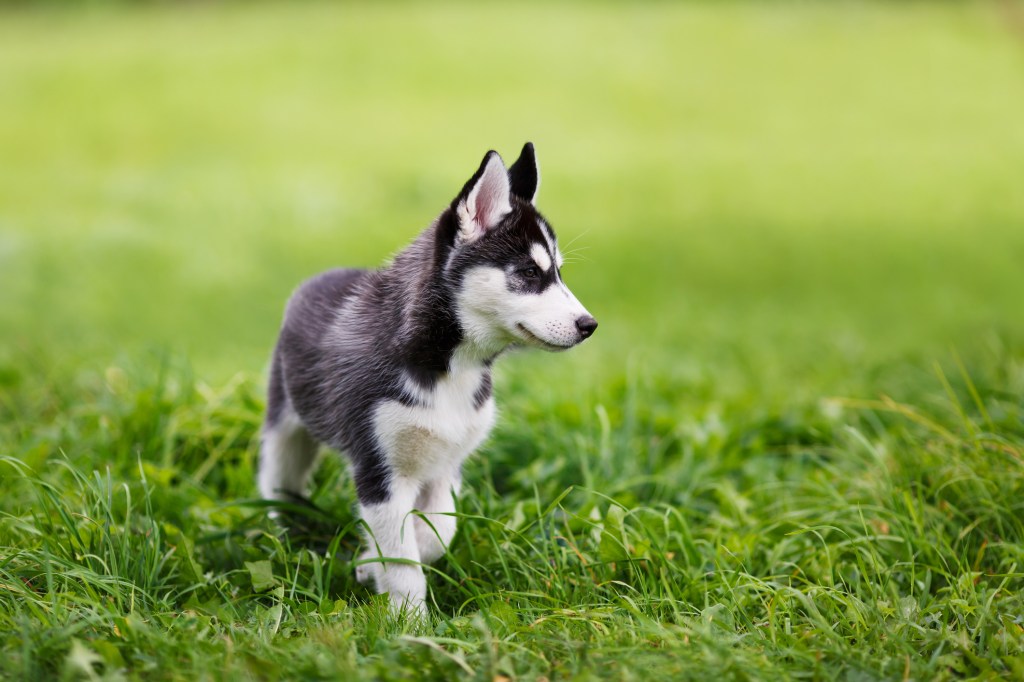 Husky cățeluș în iarbă