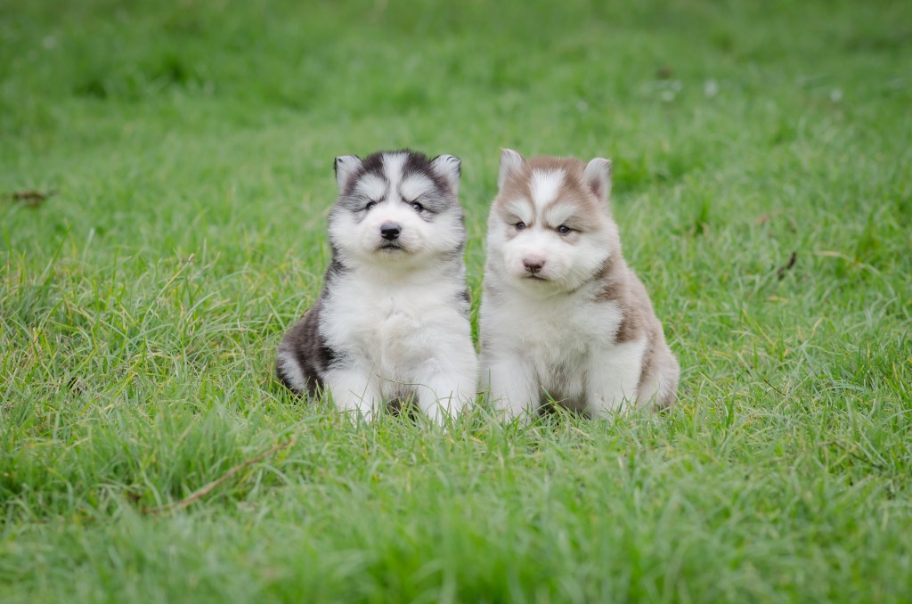 két szibériai husky kiskutya a fűben