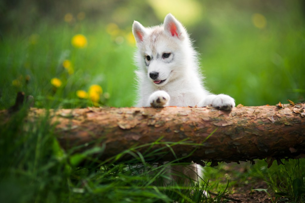 Cățeluș alb Husky siberian în pădure