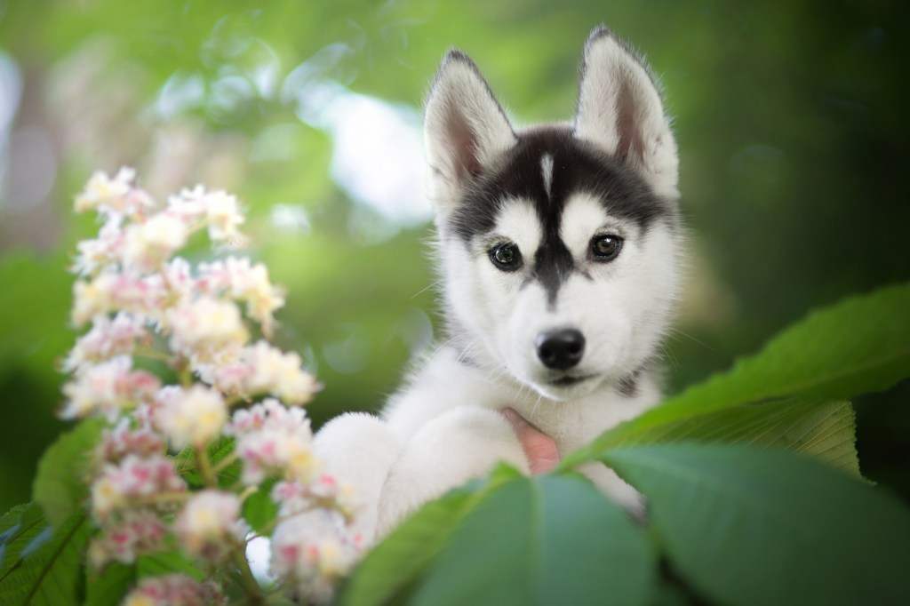 Кученце сибирско хъски до цветя на растение