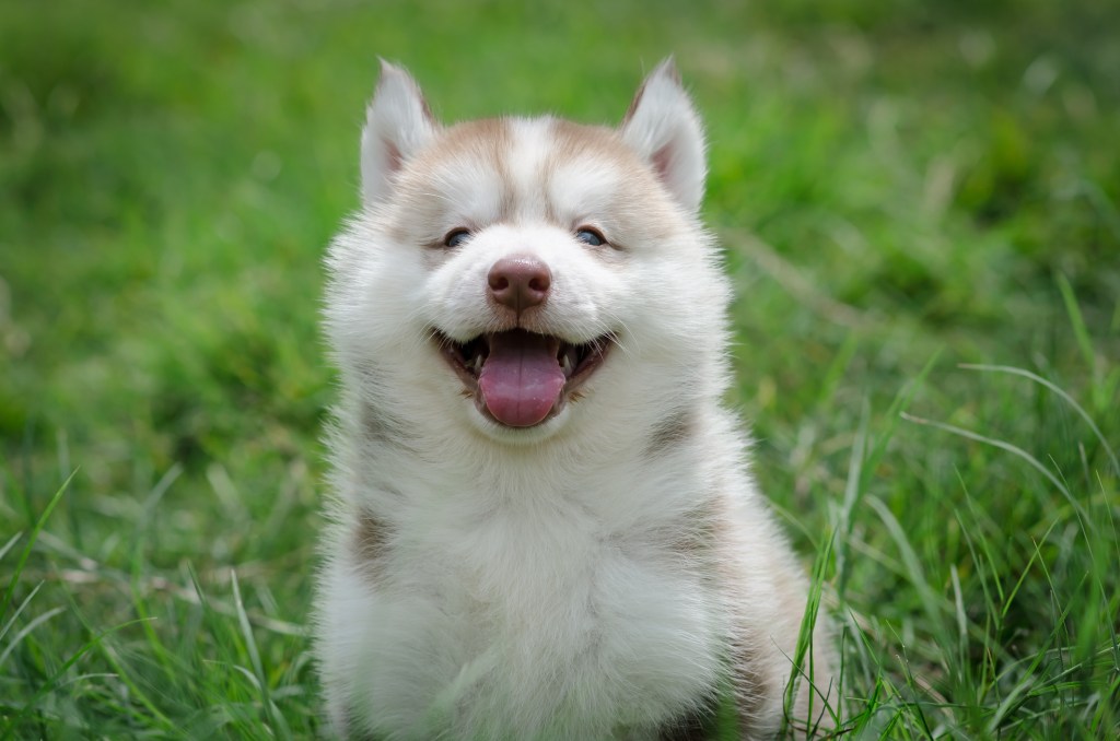 Cățeluș Husky siberian zâmbind