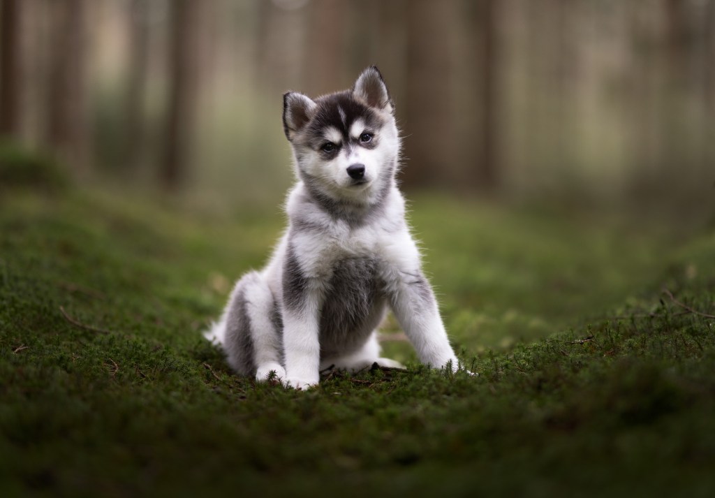 Cățeluș Husky siberian care stă pe iarbă