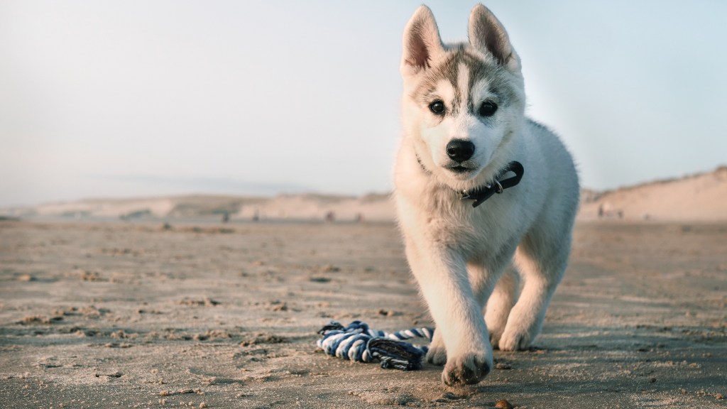 Кученце сибирско хъски на плажа