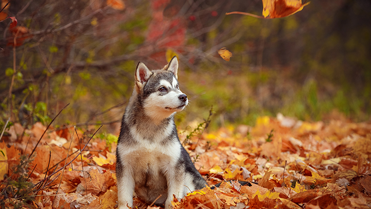 кученце аляски маламут през есента