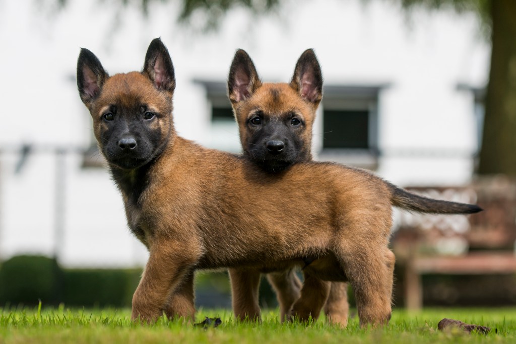 Dos cachorros de belga malinois al aire libre.