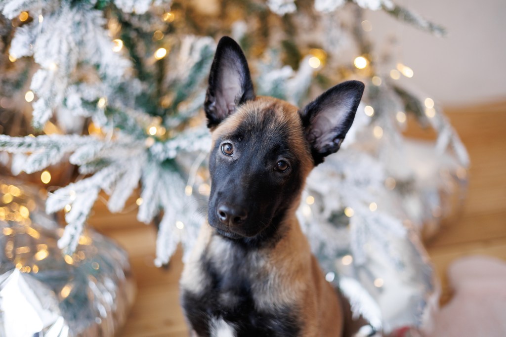 Lindo cachorro de Malinois belga sentado cerca de un árbol de Navidad.