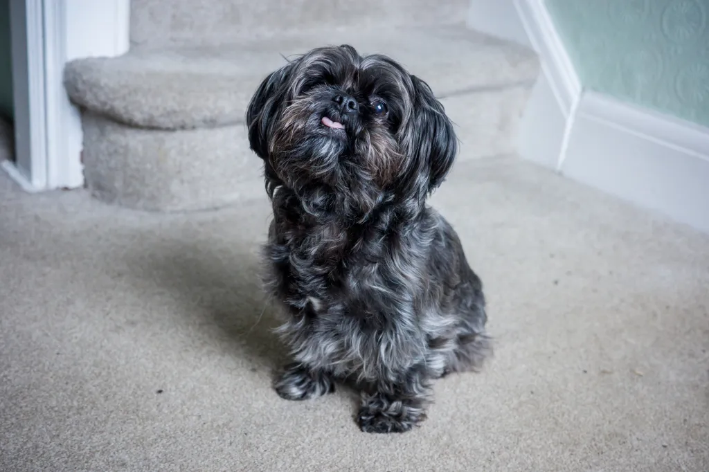 Un perro Shorkie sentado al pie de las escaleras de una casa residencial.
