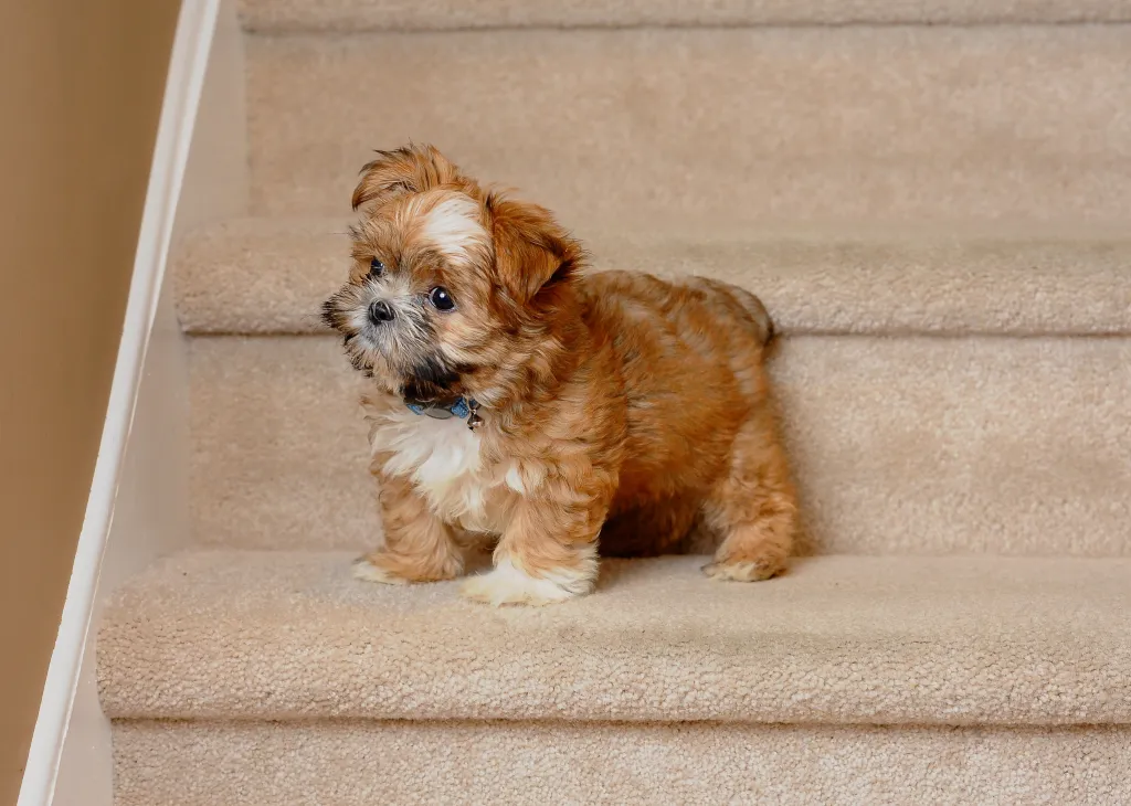 Un cachorro Shorkie de 3 meses aprendiendo a subir las escaleras por su cuenta.