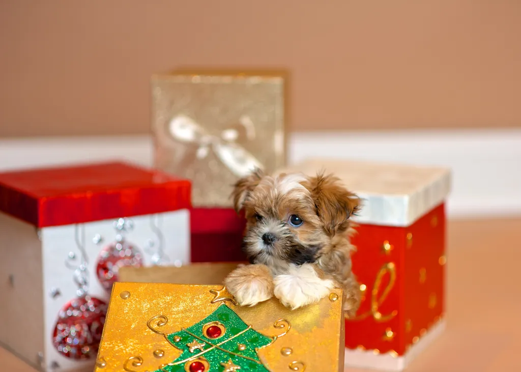 Un cachorro Shorkie saliendo de una caja de regalo de Navidad.
