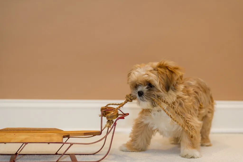 Un cachorro Shorkie de 4 meses tirando de un pequeño trineo de madera por la alfombra.