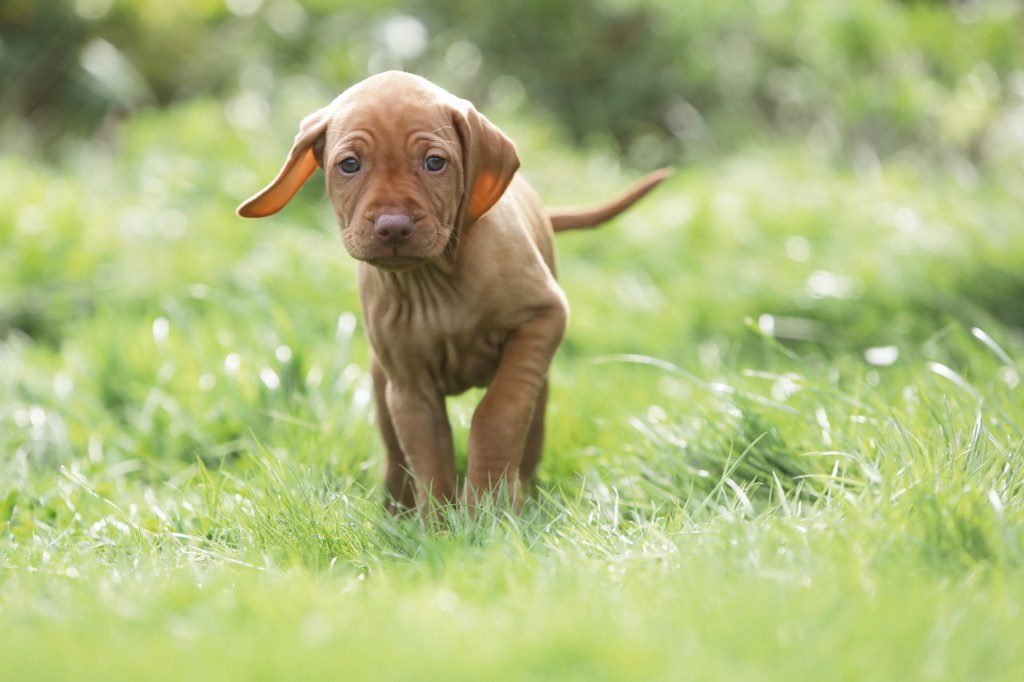 Cachorro de vizsla corriendo sobre la hierba.