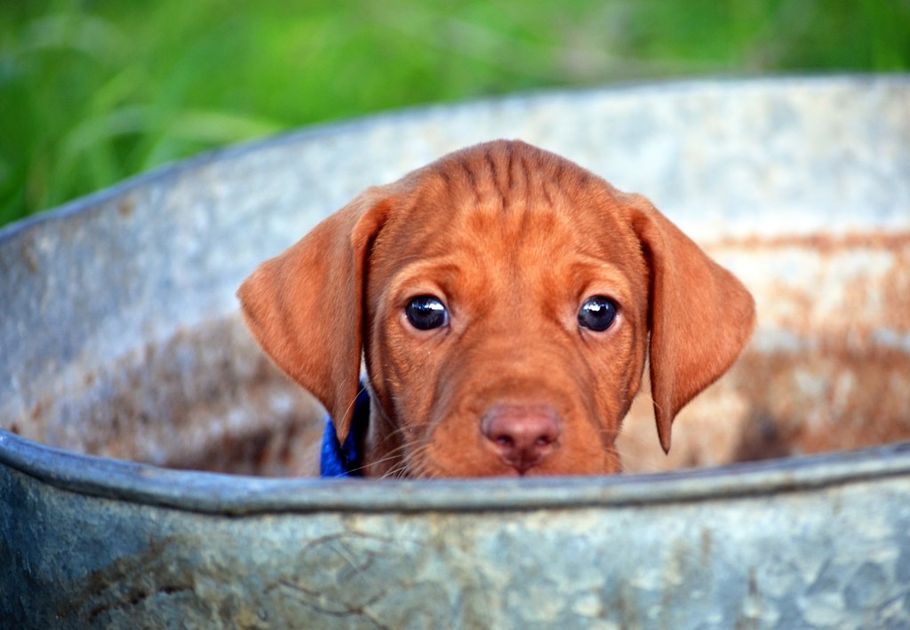 Кученце унгарска визла, надничащо през ръба на стара ръждясала поцинкована вана.