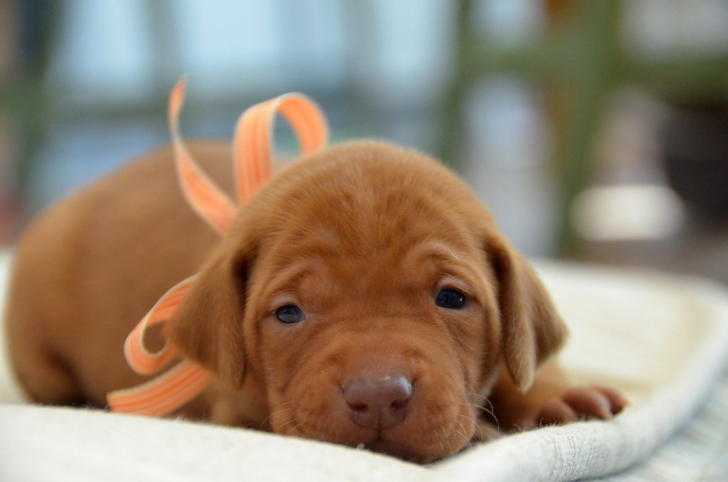 Изображение в близък план на младо унгарско кученце визла с оранжева панделка, вързана на панделка.