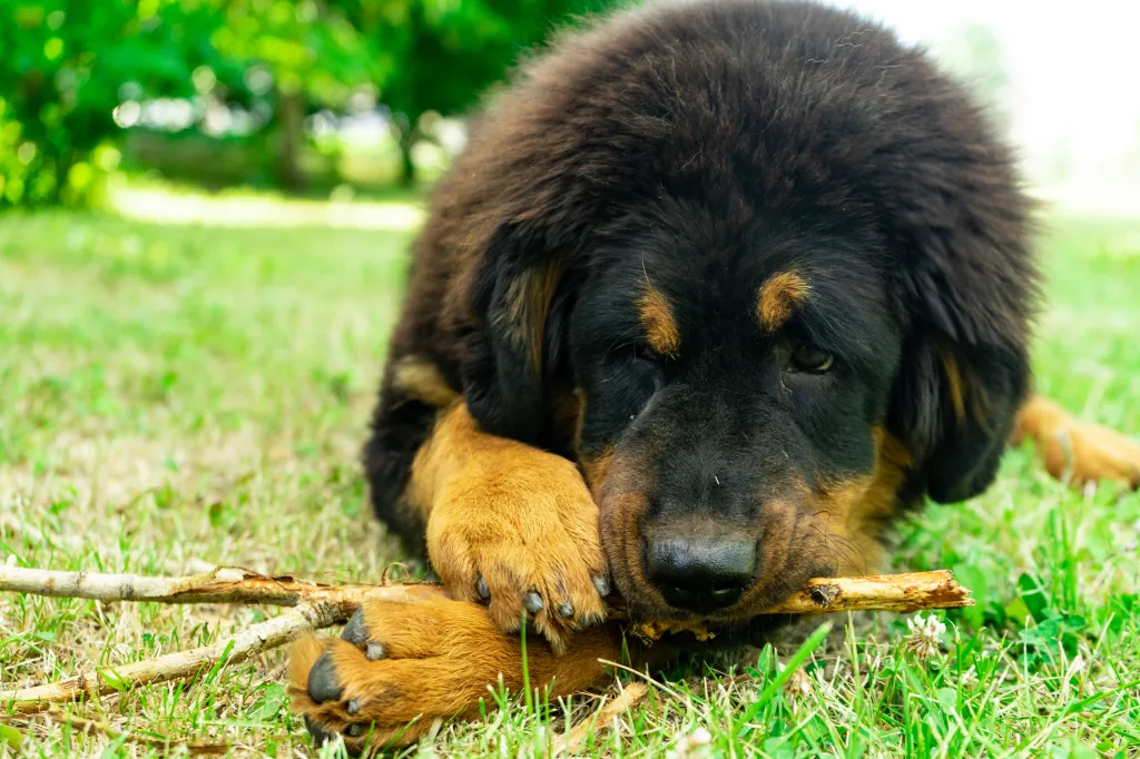 Un cachorro de Mastín Tibetano mordiendo un palo tumbado en la hierba.