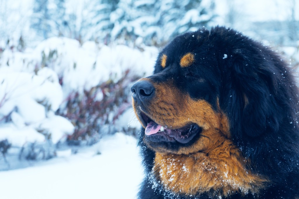 Un cachorro de Mastín Tibetano mirando al frente con nieve de fondo.