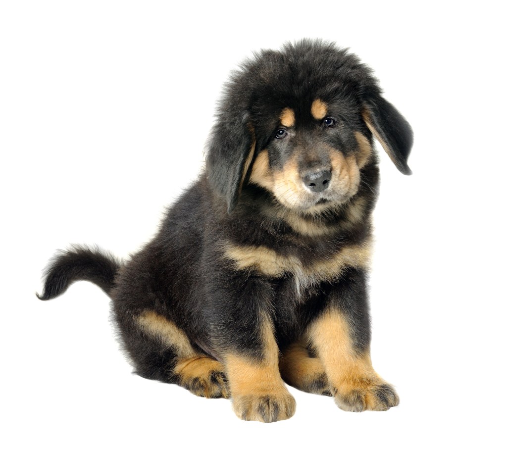 Кученце тибетски мастиф, което изглежда сладко.