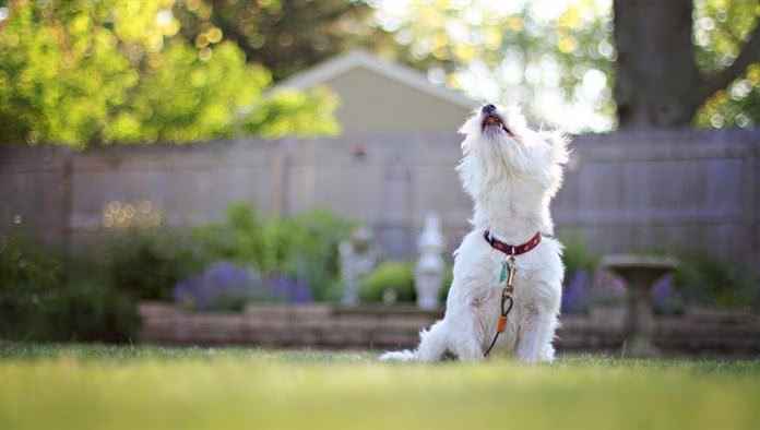 Wie bringen Sie den Hund Ihres Nachbarn dazu, nicht mehr zu bellen?