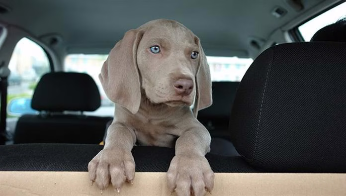 Chiots Weimaraner: images et faits mignons