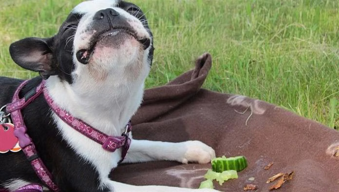 Können Hunde Essiggurken essen? Sind Essiggurken sicher für Hunde?