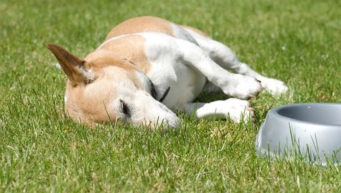 Kann ich meinem Hund Tums geben? Ist Tums sicher für Hunde?