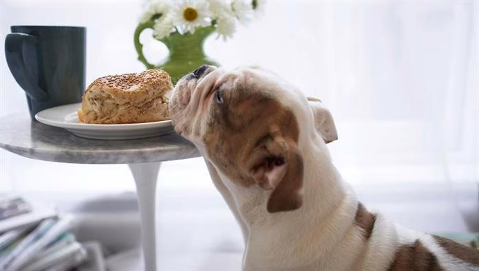 Bolehkah Anjing Makan Roti? Adakah Roti Selamat Untuk Anjing?