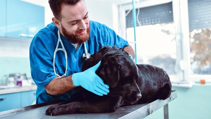 شلل الحنجرة في الكلاب: الأعراض والأسباب والعلاج