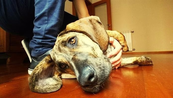 A májcirrózis kutyáknál: tünetek, okok és kezelések