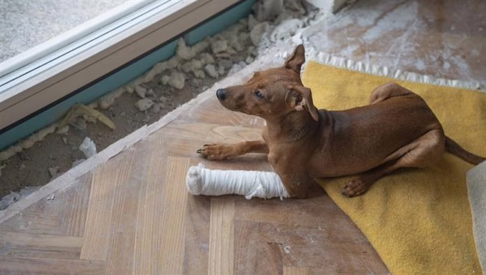 Köpeklerde Sebore: Belirtiler, Nedenler ve Tedaviler