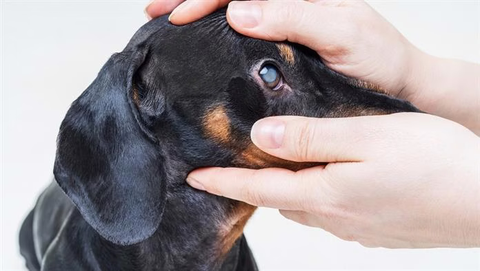 Glaucoma en perros: síntomas, causas y tratamientos
