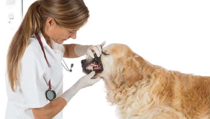 الحروق الطفيفة على الكلاب: الأعراض والأسباب والعلاج