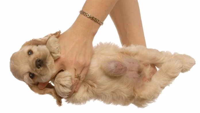 Hernias Pada Anjing: Jenis, Gejala, & Rawatan