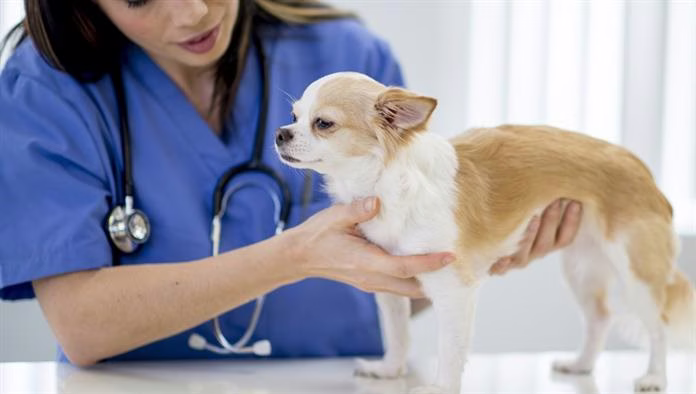 Folliculitis kutyáknál: tünetek, okok és kezelések