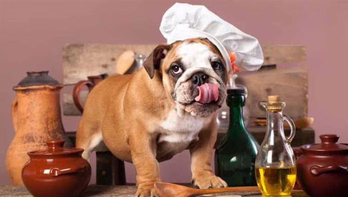 Os cães podem comer azeite? O azeite é seguro para os cães?